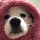 pikapika