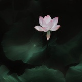 阅尽好花千万树