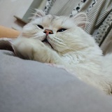 清