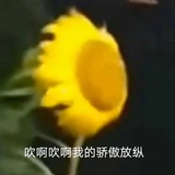 蜜蜡鸡翅