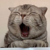小兔崽汁
