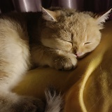 三月症患者