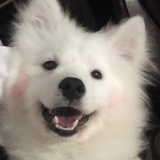 小狗好困
