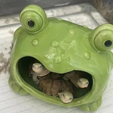 蛙蛙哇