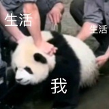 悄