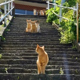 橙