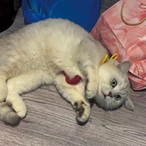 青橙普洱