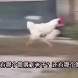 芳心纵火犯