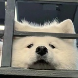 피카피카