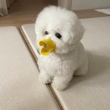 酒酿碗子