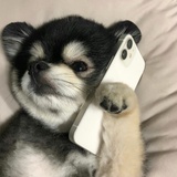 企鹅之王周泽楷