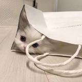 柚子