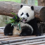 豆沙家族渝爱宝