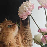 唉唉