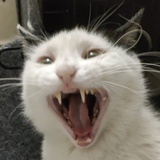 黄色忙狗