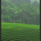 龙井