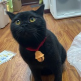 囧黑咪