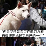 咖熏桂圆
