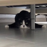 瓜东东