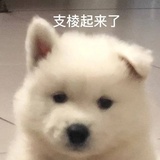 我在看屁