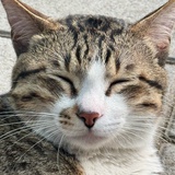 眯眯眼丧彪