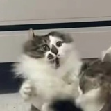 欸哩路呀 ᥫᩣ༠°