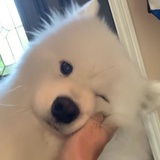 想养狗的LS