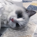 张柏吱（生命粉