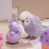 江湖骗孑