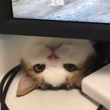 小猫坏心眼可多