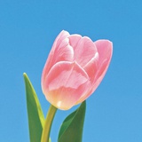 馨