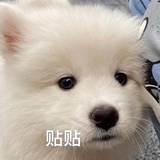 芝士94力量