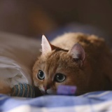 点点(猛兽版)