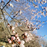 花非花，雾非雾