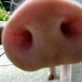 猪鼻🐽