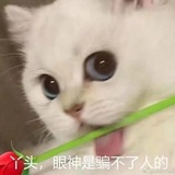 你也要跳舞吗