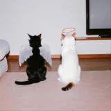 猪饼重度爱好者