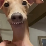 mamo