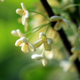 何不