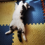 小猫咪禁止摆烂