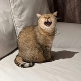 肥呼呼