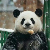momo么么儿🐼🐰