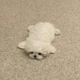 체리