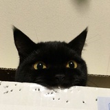 卡罗尔的猫