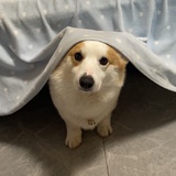 小桔