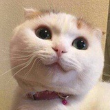 Beanmao