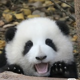 拽姐爱甜妹