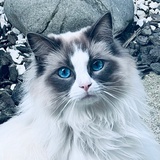 顾城拎着大板斧
