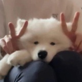 蓝海松茶