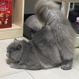缳唇落